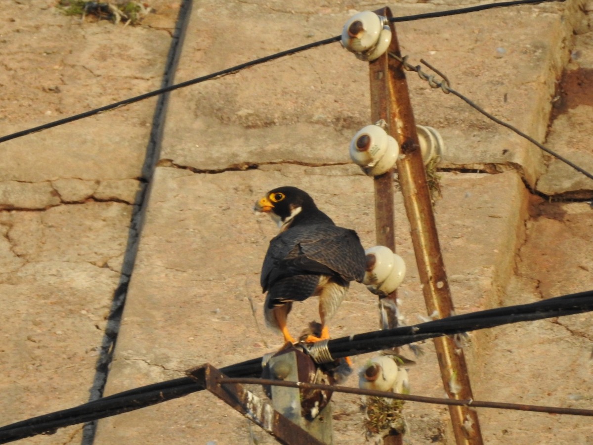 Peregrine Falcon - ML646557198