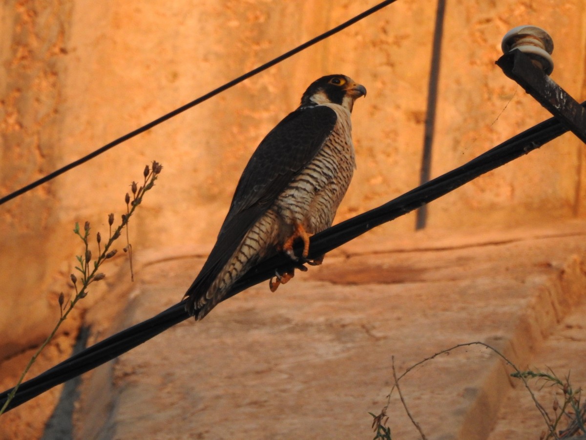 Peregrine Falcon - ML646557199
