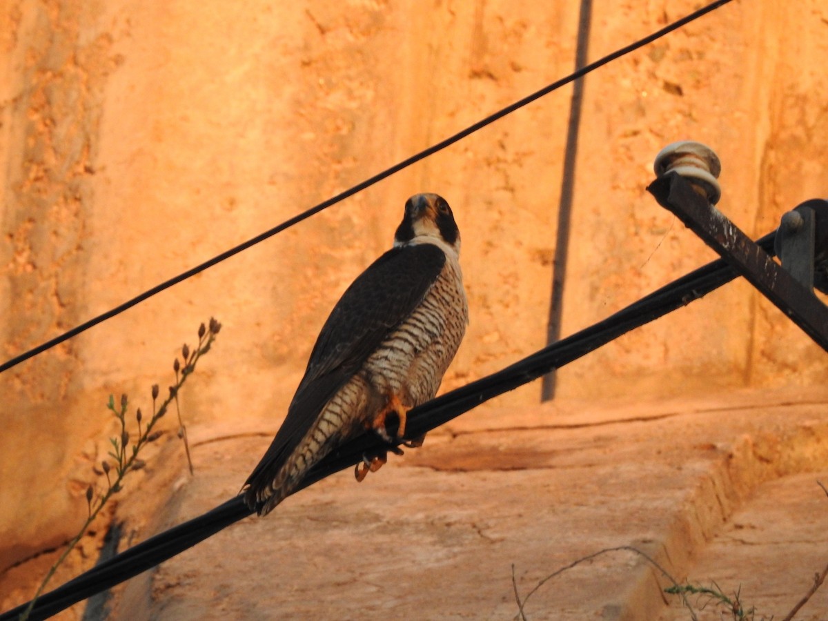 Peregrine Falcon - ML646557200