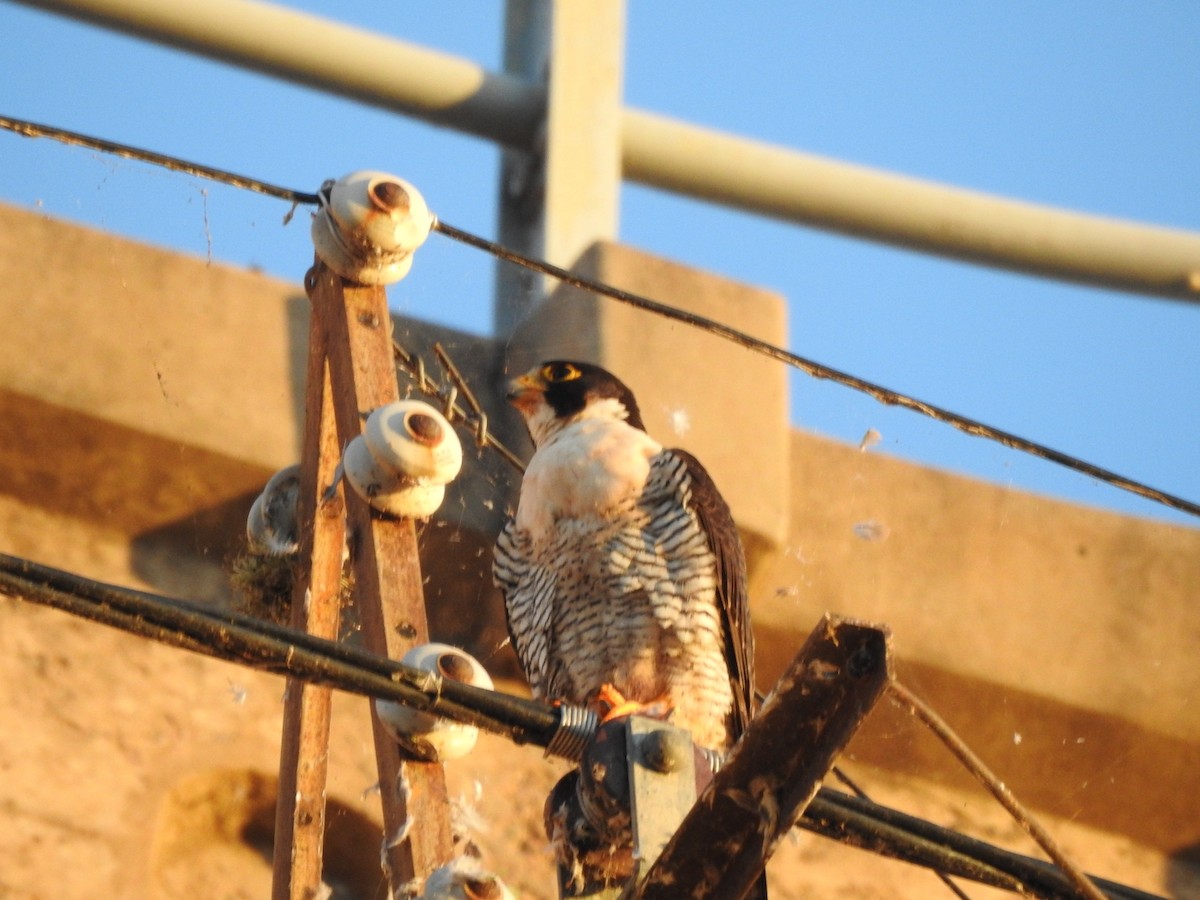 Peregrine Falcon - ML646557201
