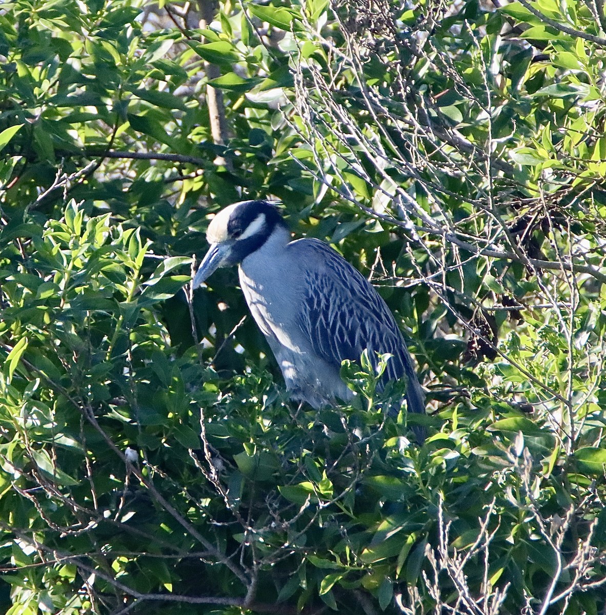 Yellow-crowned Night Heron - ML646557203