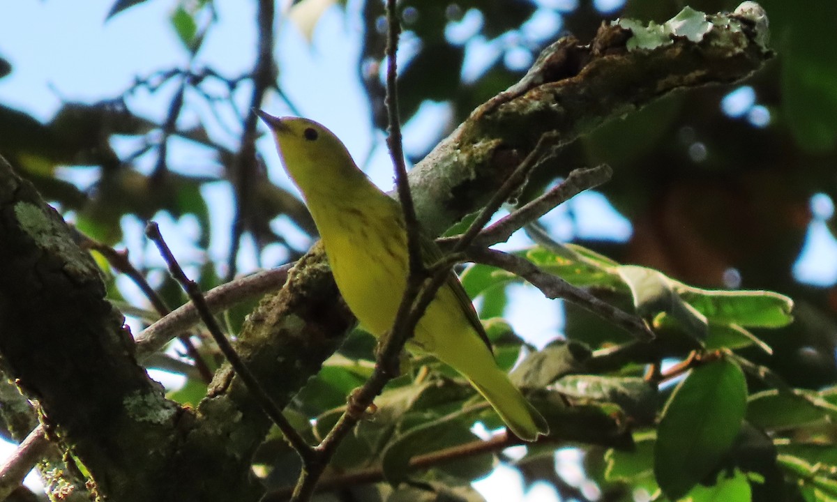 Northern Yellow Warbler - ML646557205