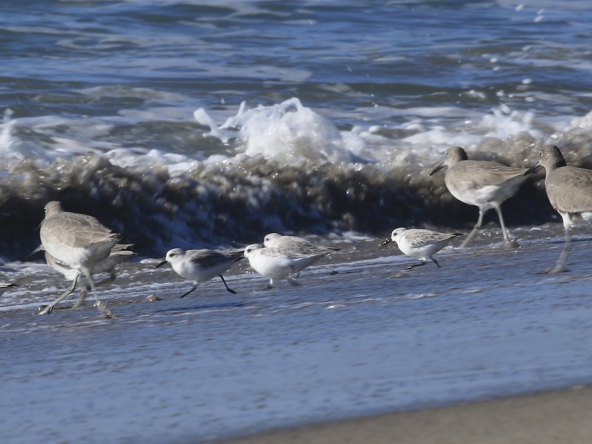 Sanderling - ML646557206