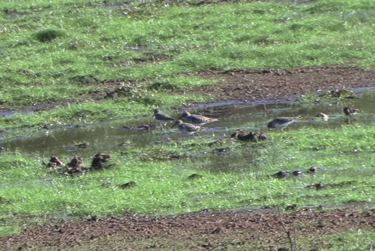 Least Sandpiper - ML646557208