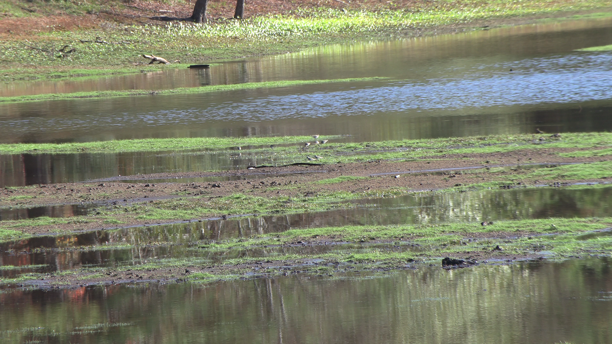 Least Sandpiper - ML646557209