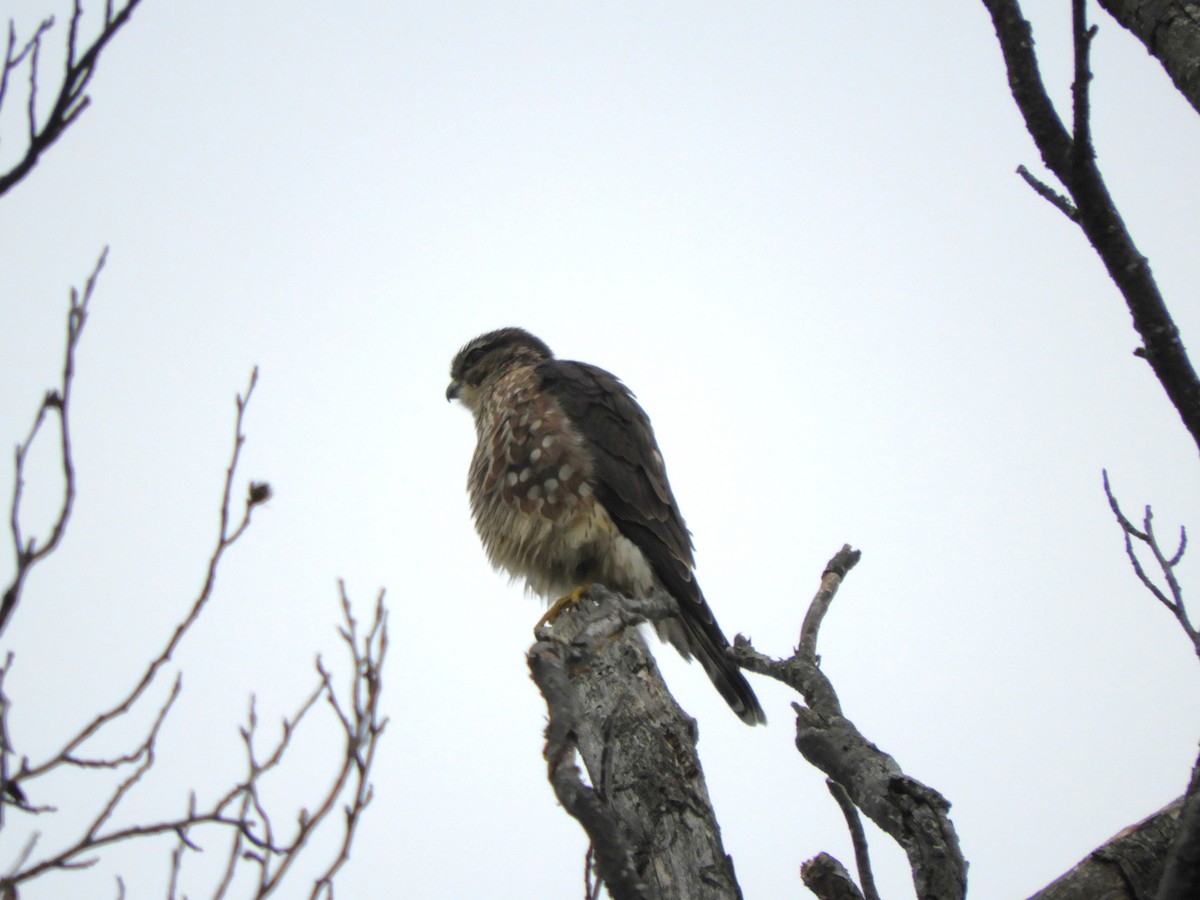 Merlin - ML646557210