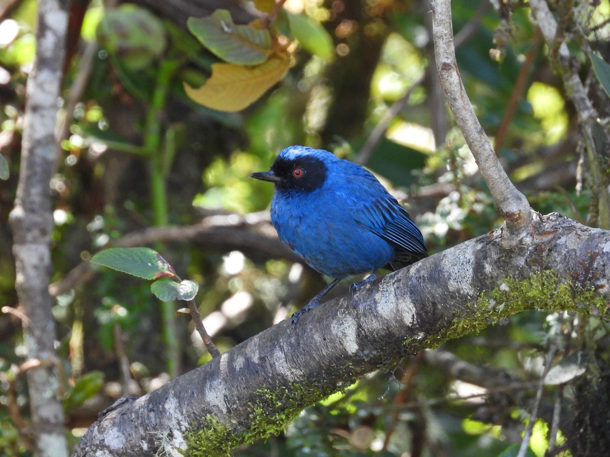 Maskenhakenschnabel - ML646557212