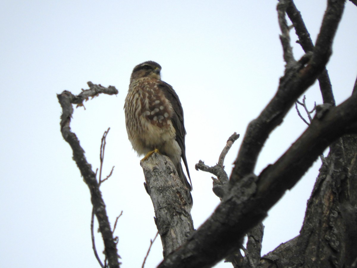 Merlin - ML646557213