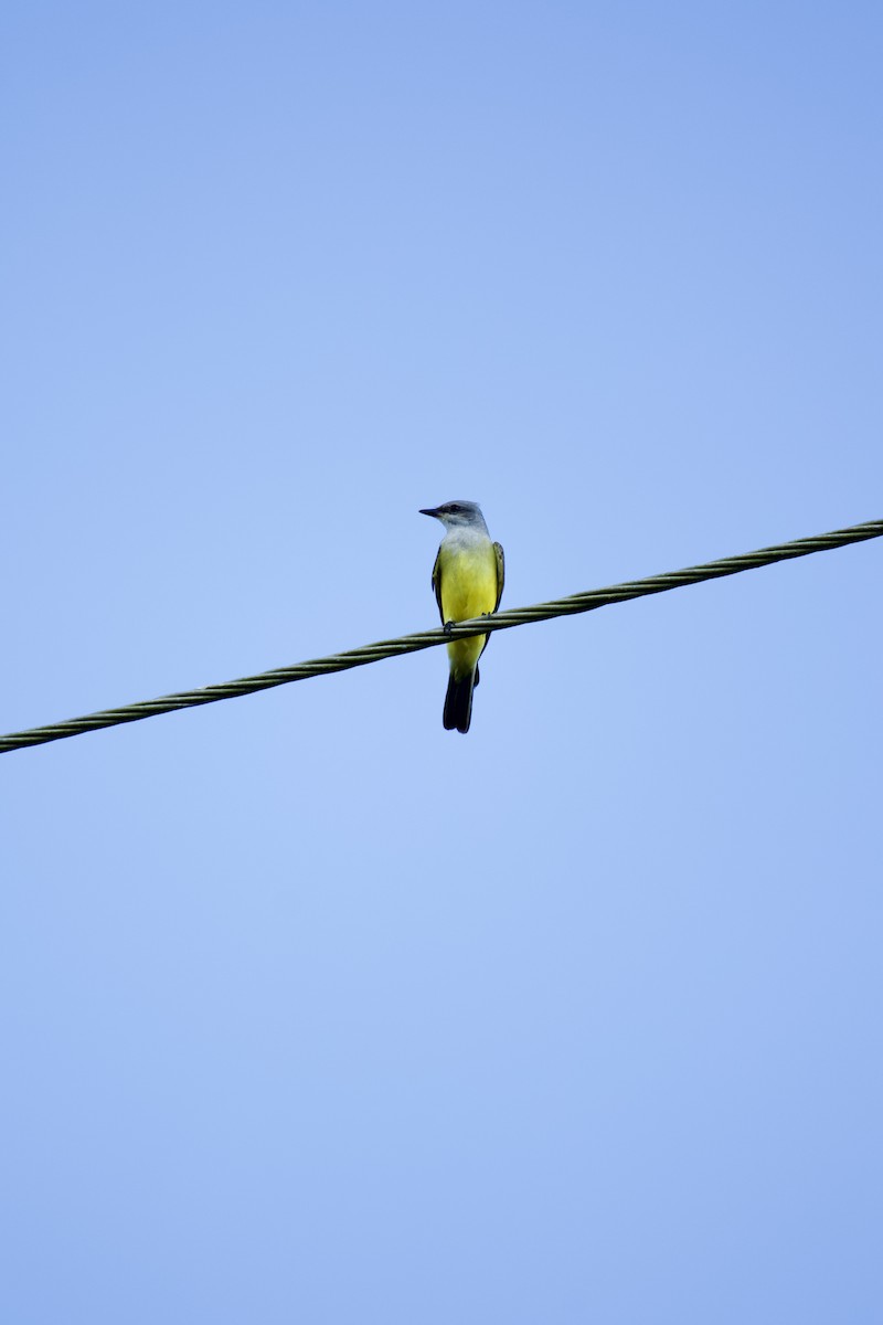 Batı Tiranı - ML646557215