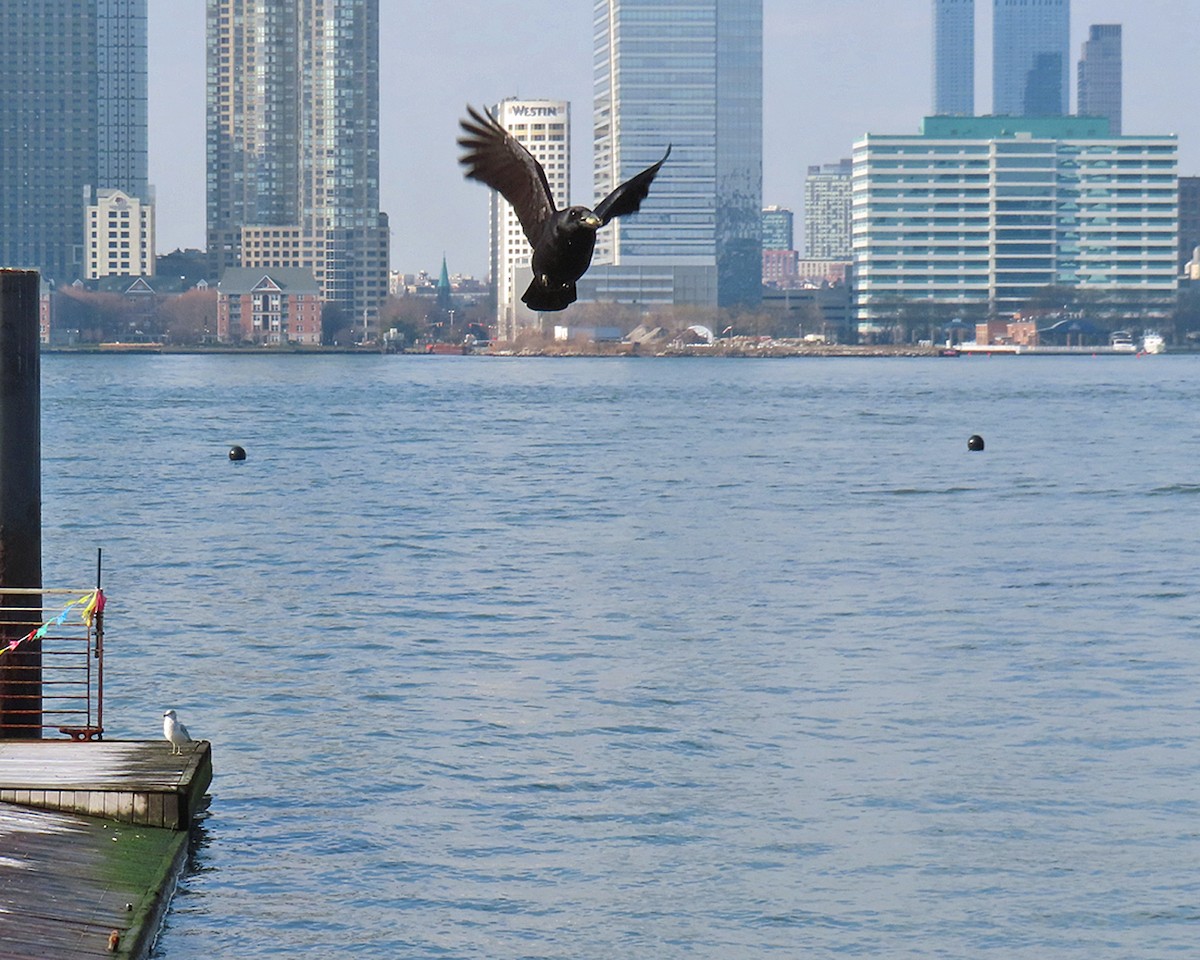 アメリカガラス - ML646557217