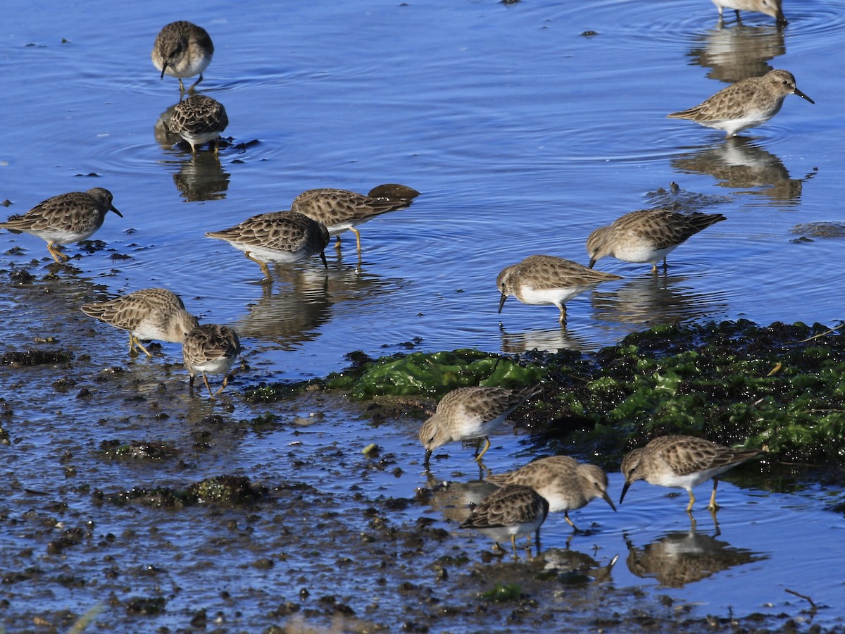 Least Sandpiper - ML646557218
