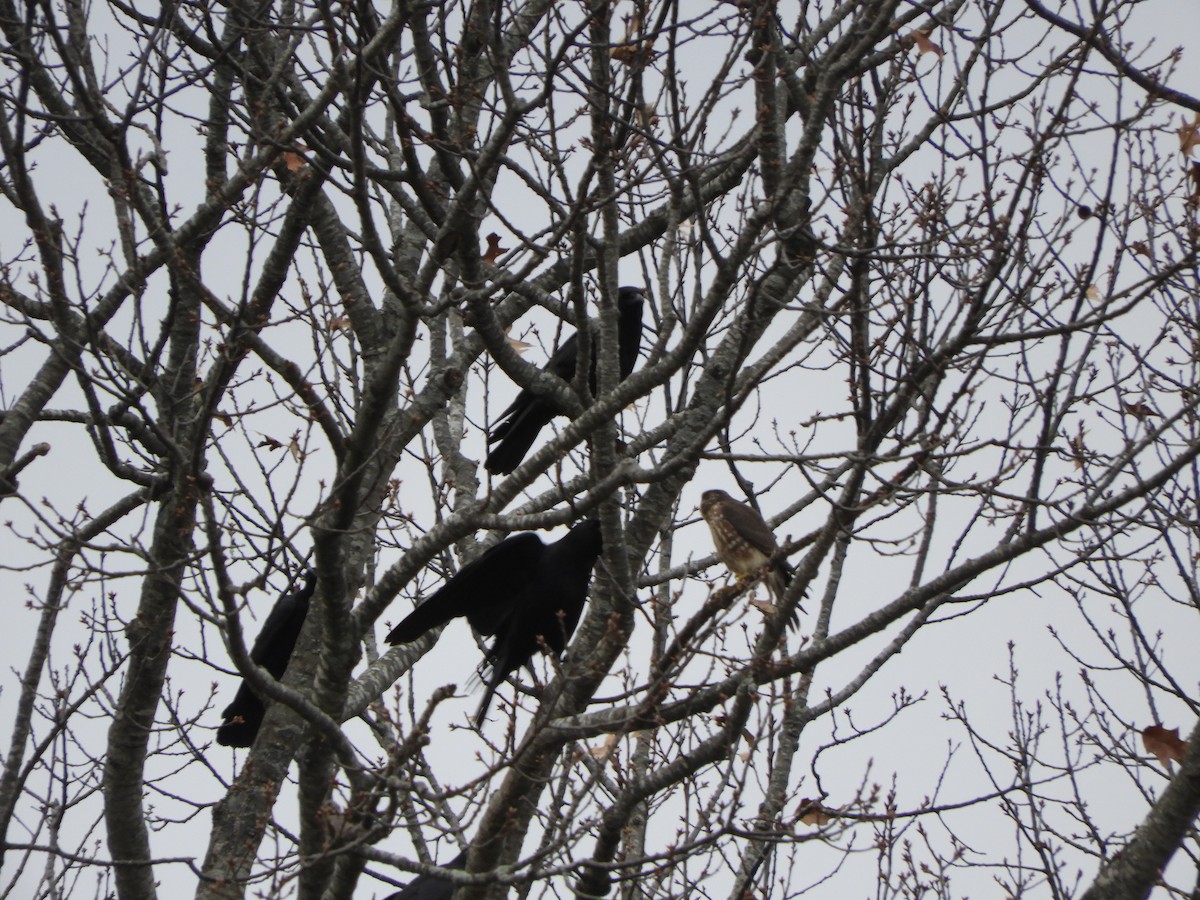 Merlin - ML646557219