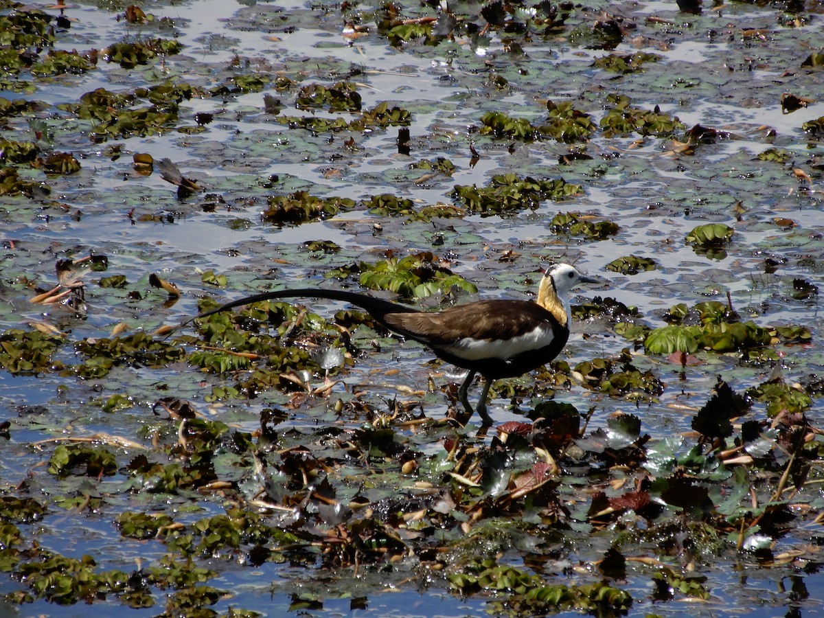 fasanbladhøne - ML646557220