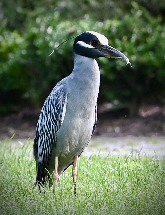 Yellow-crowned Night Heron - ML646557222