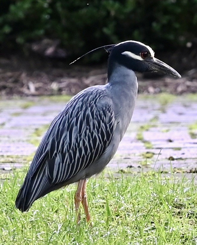 Yellow-crowned Night Heron - ML646557223
