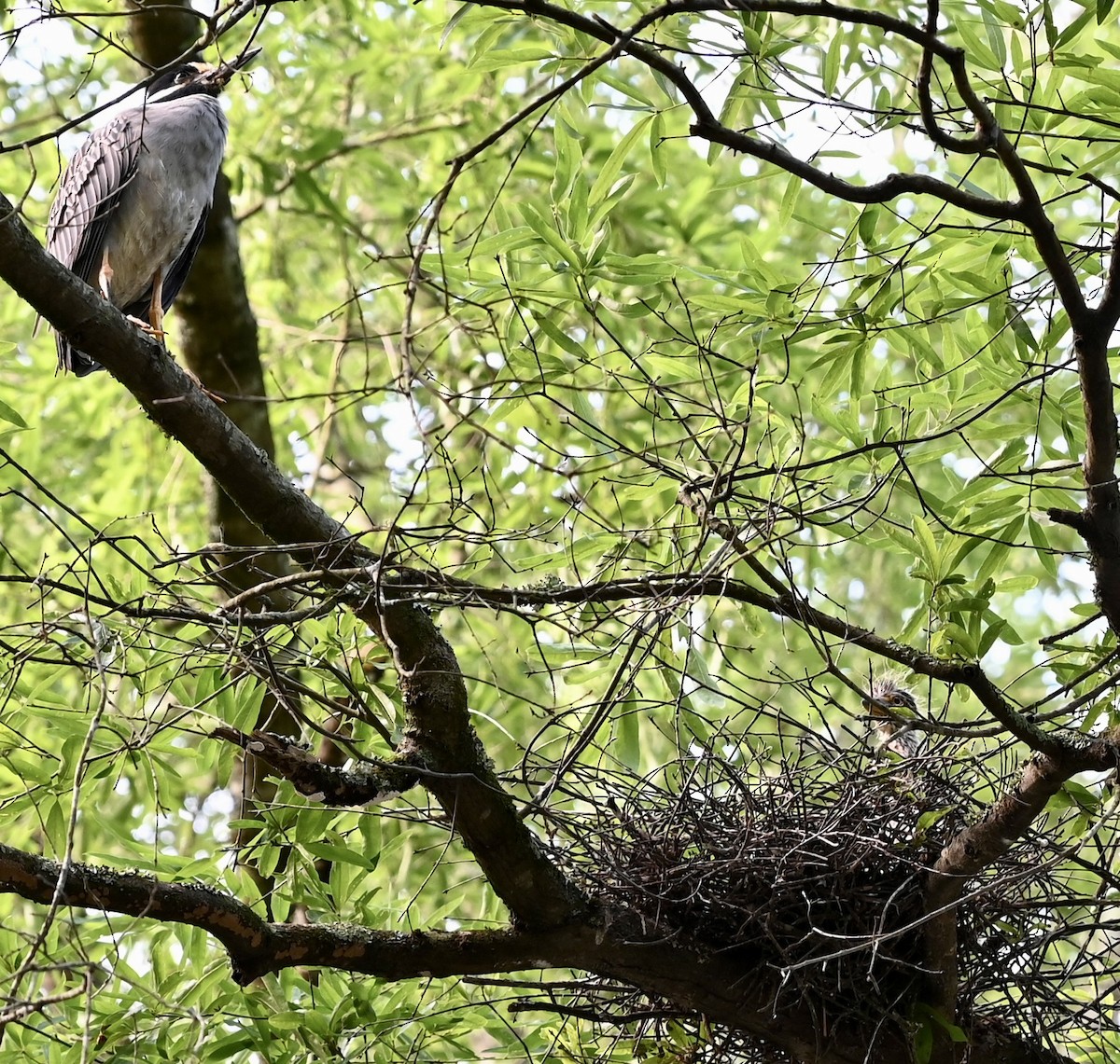 Yellow-crowned Night Heron - ML646557224