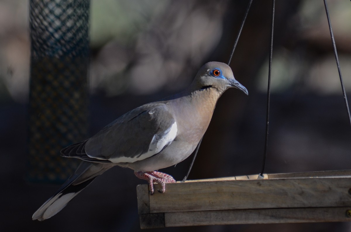 White-winged Dove - ML646557225