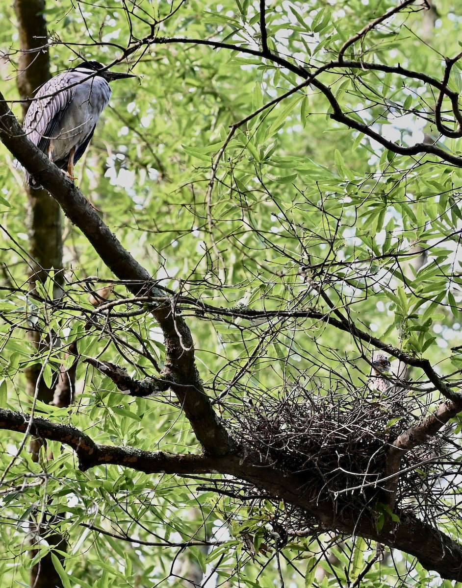 Yellow-crowned Night Heron - ML646557226