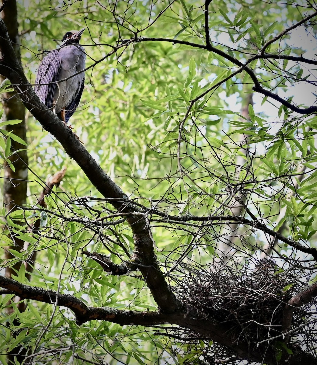 Yellow-crowned Night Heron - ML646557228