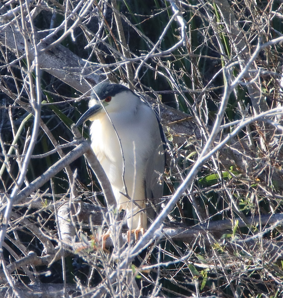 Black-crowned Night Heron - ML646557229
