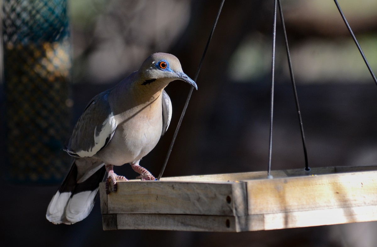 White-winged Dove - ML646557230