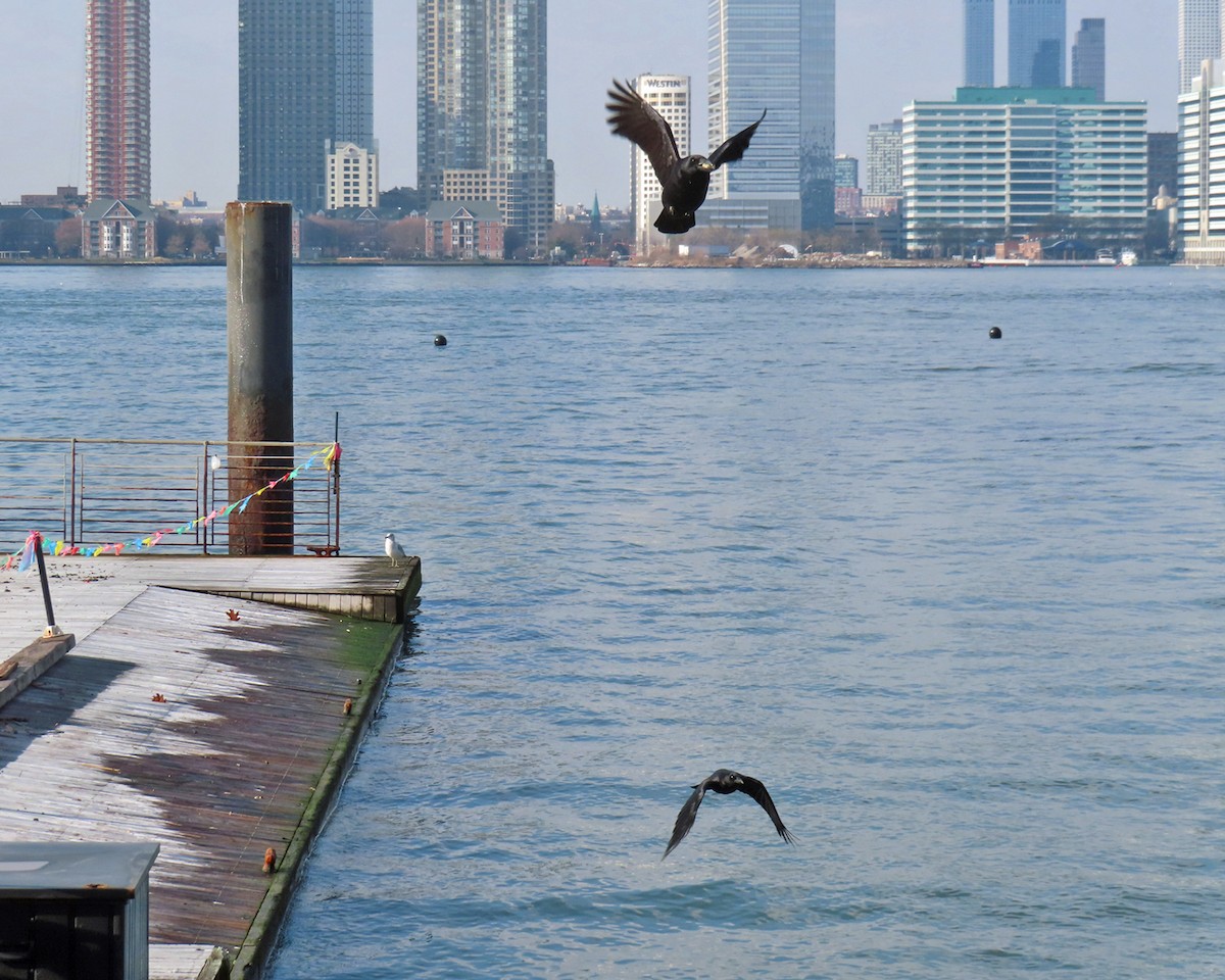 American Crow - ML646557232
