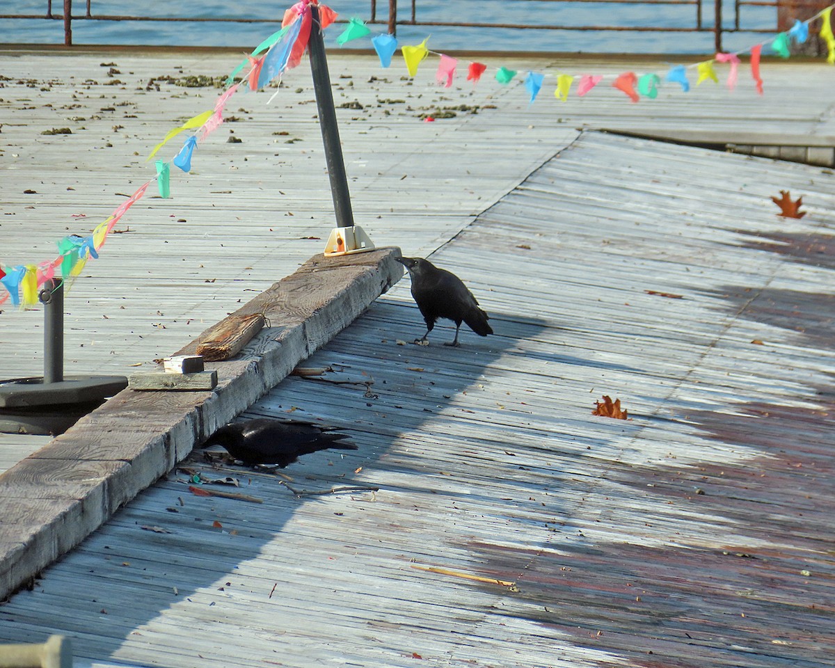 American Crow - ML646557233