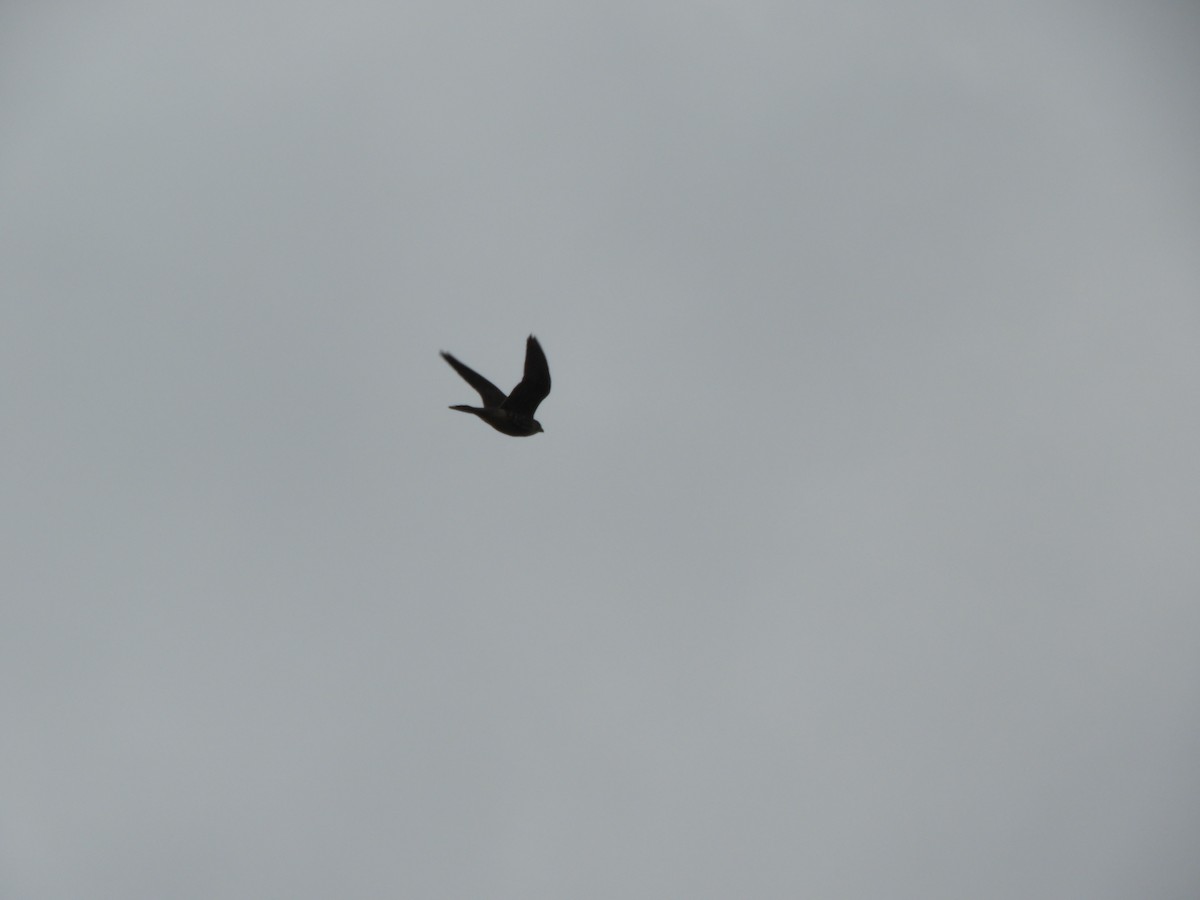 Merlin - ML646557235