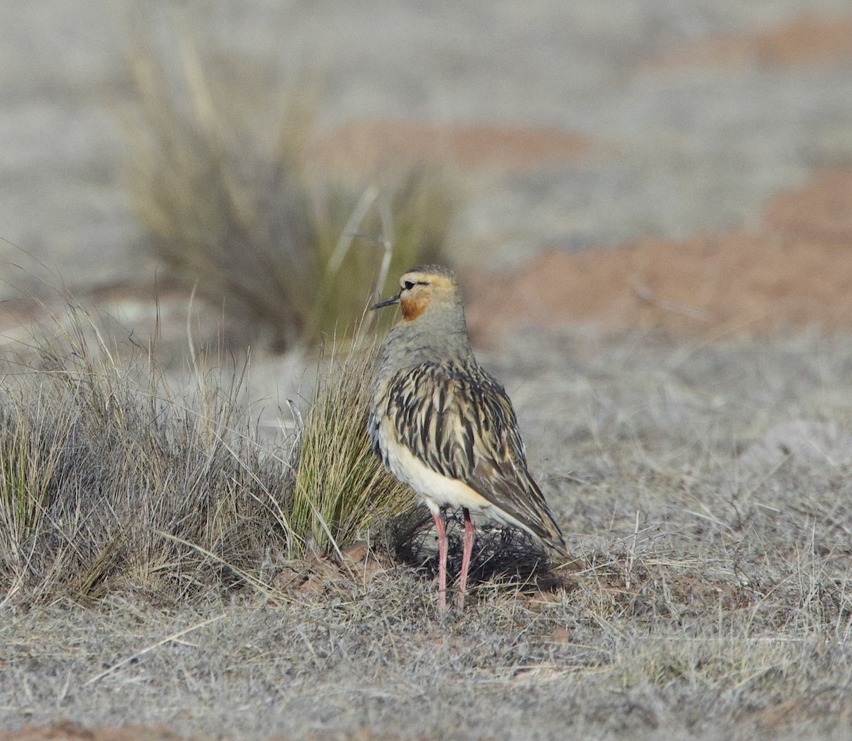 Tawny-throated Dotterel - ML646557236