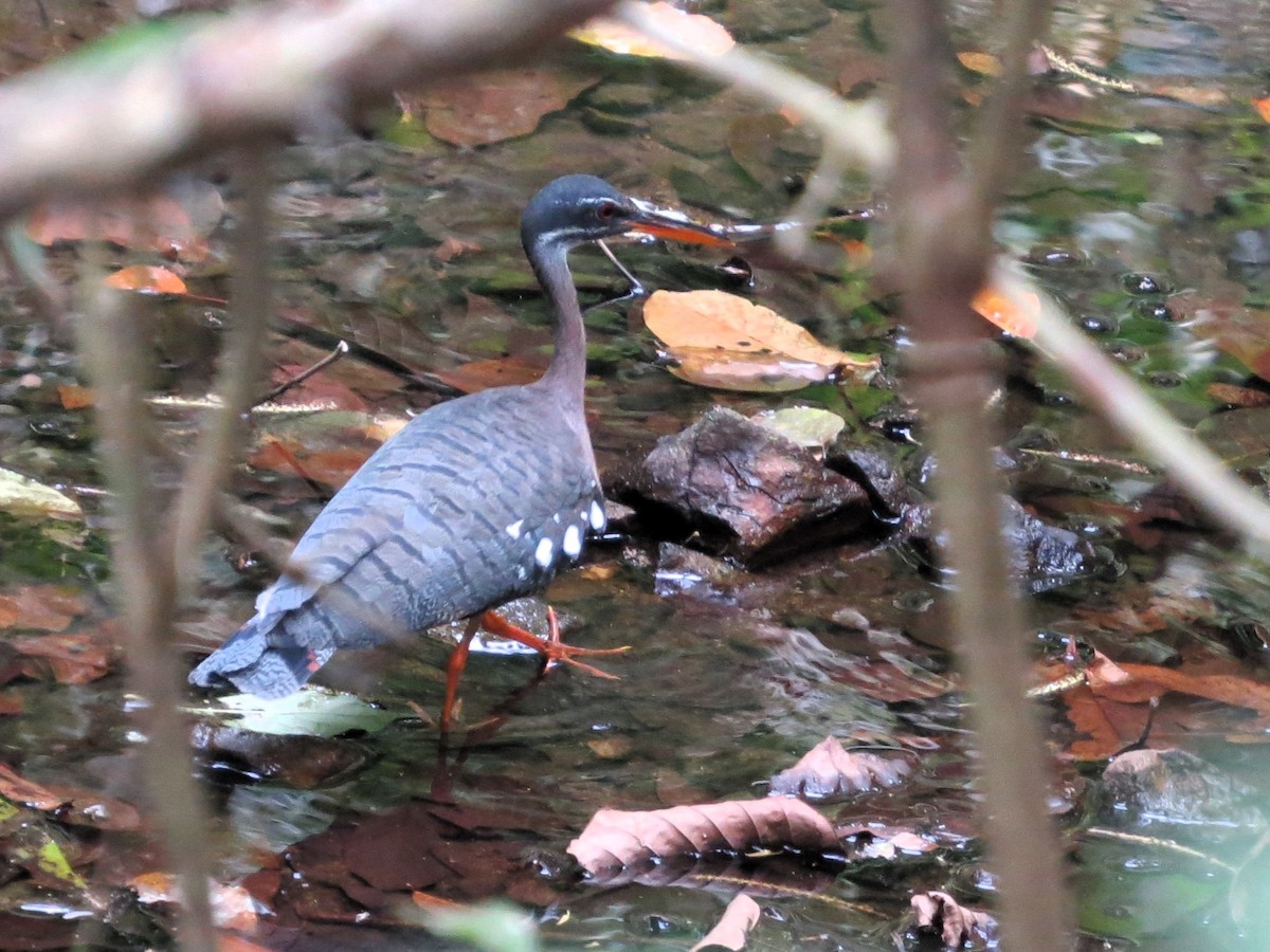 Sunbittern - ML646557237