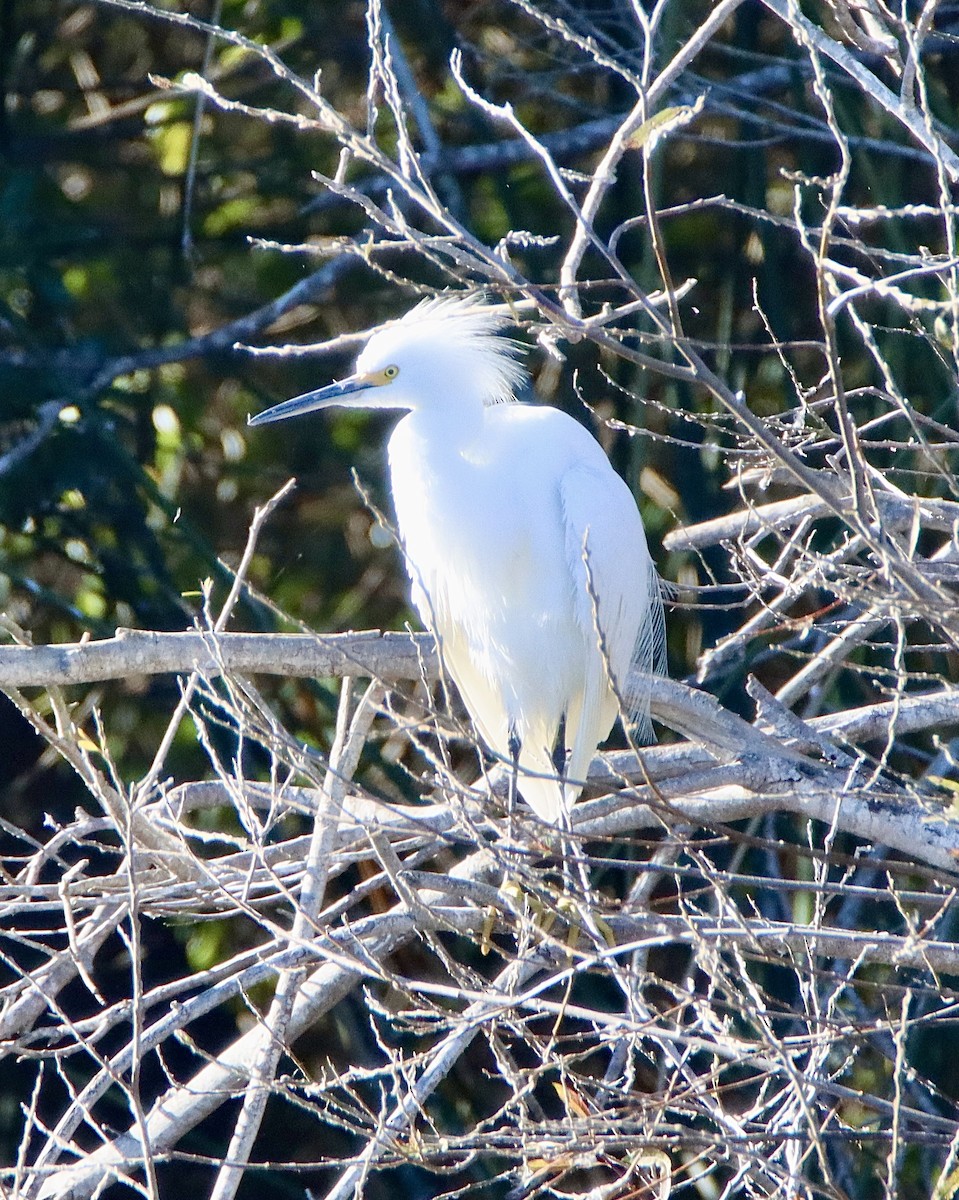 Snowy Egret - ML646557238