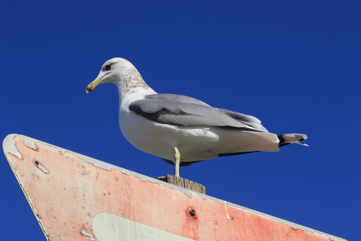California Gull - ML646557240