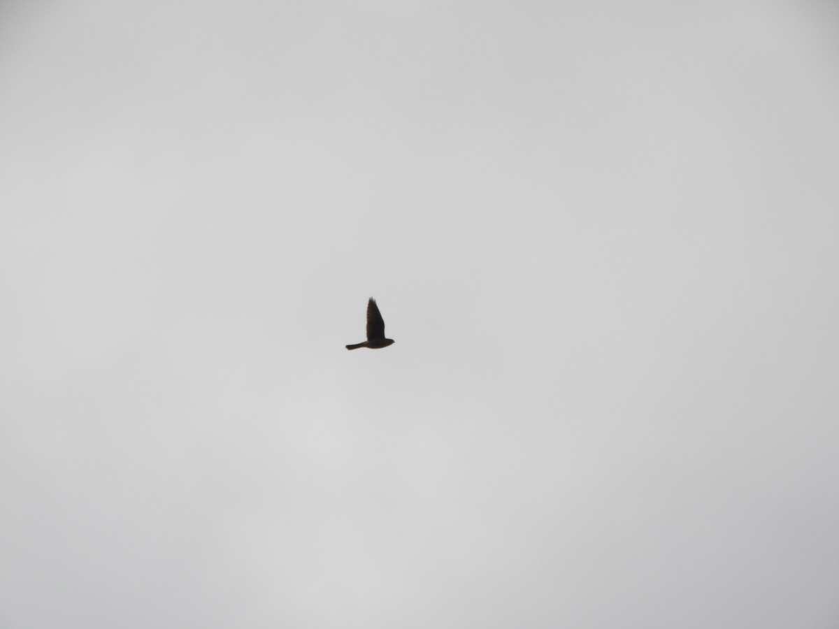 Merlin - ML646557241