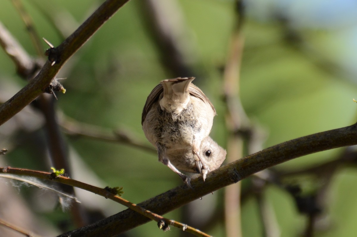 Oak Titmouse - ML646557242