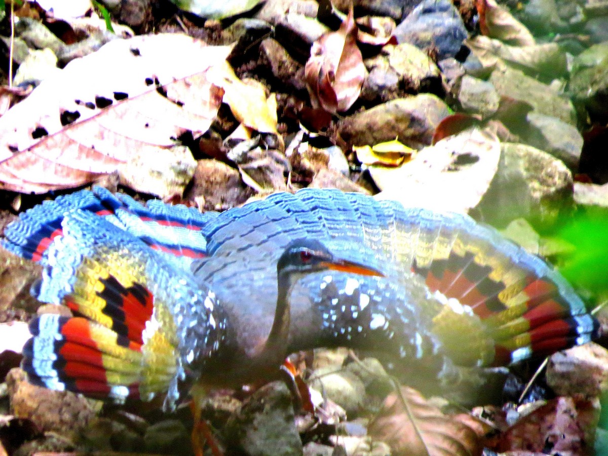 Sunbittern - ML646557243