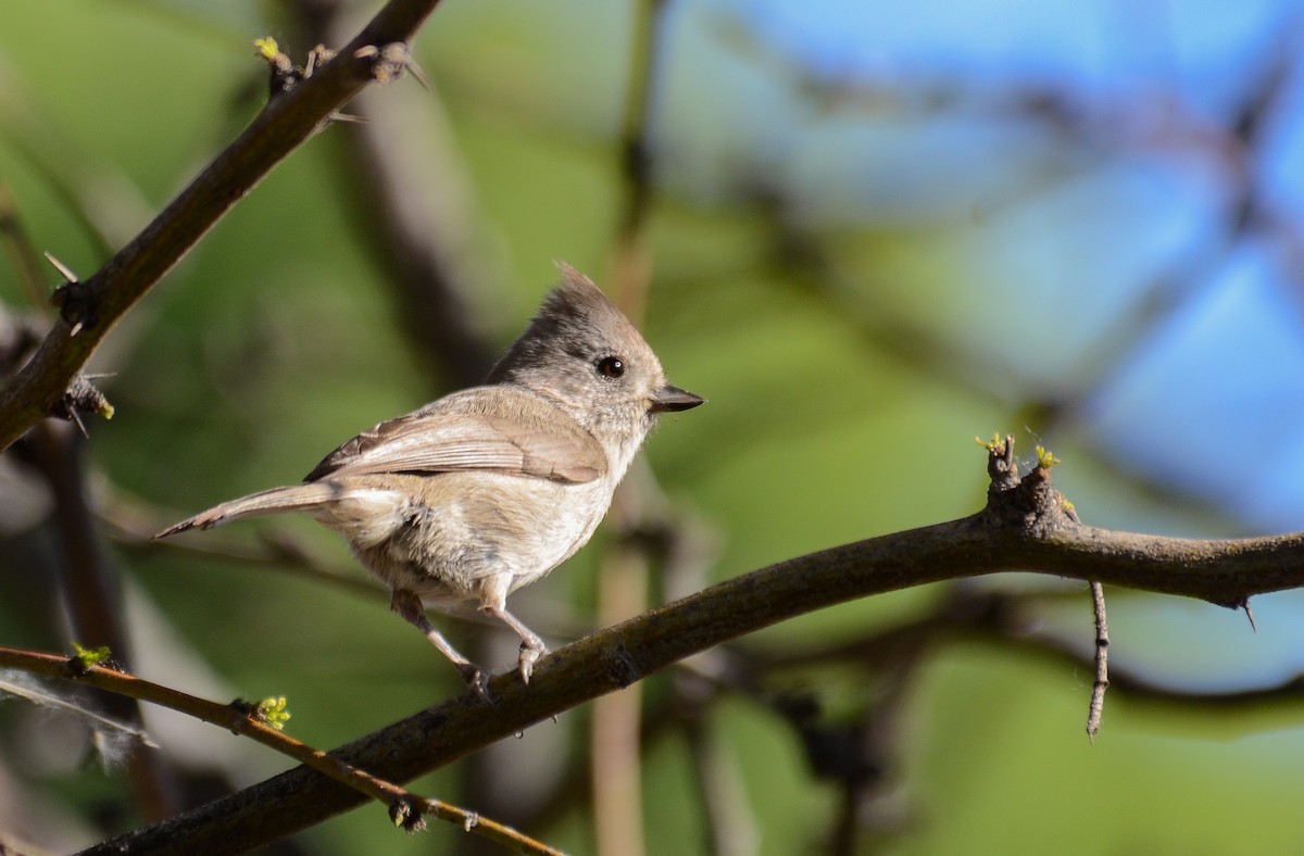 Oak Titmouse - ML646557244