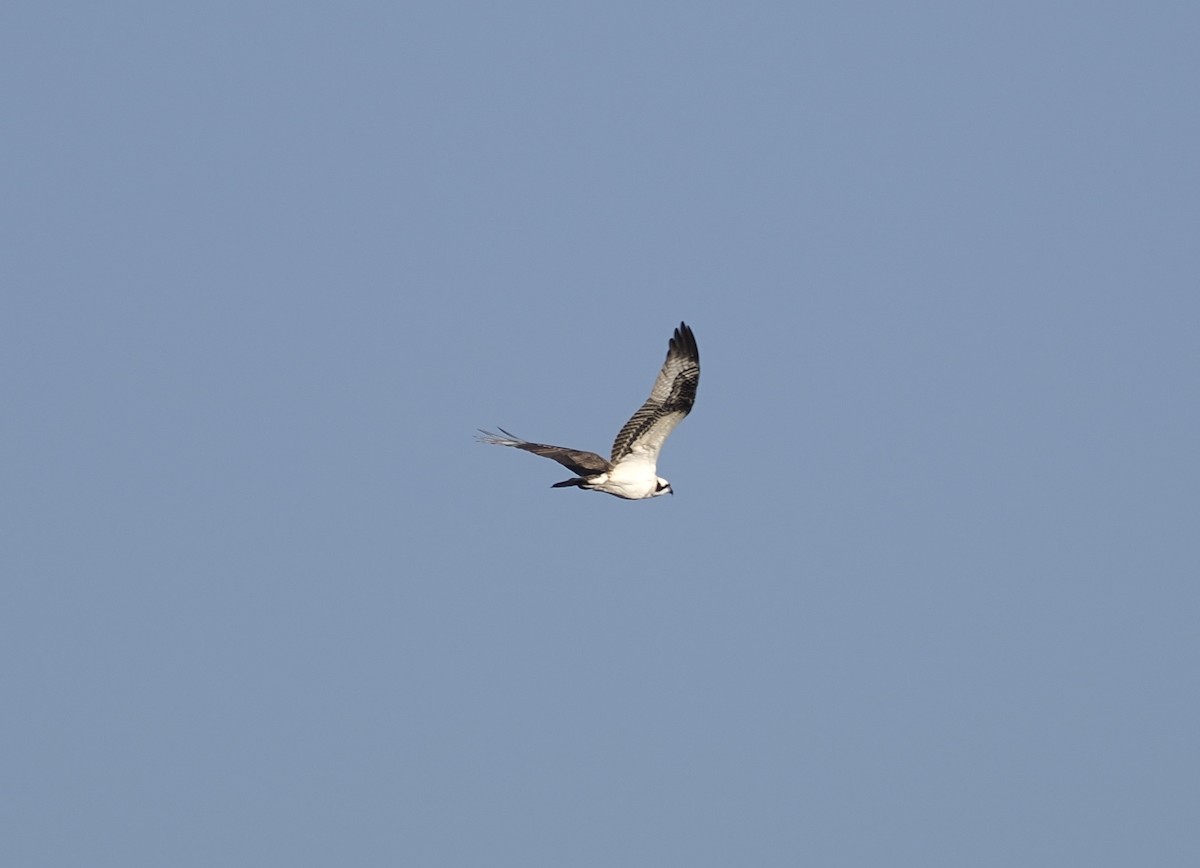 Osprey - ML646557245
