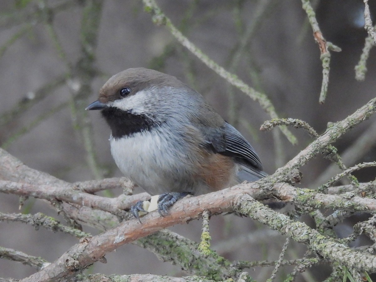 Boreal Chickadee - ML646557246