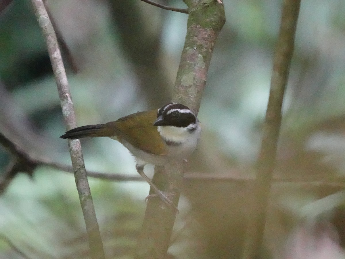 Pectoral Sparrow - ML646557247