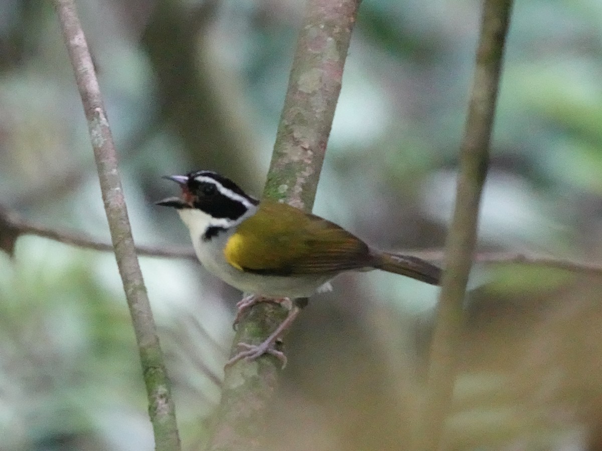 Pectoral Sparrow - ML646557248