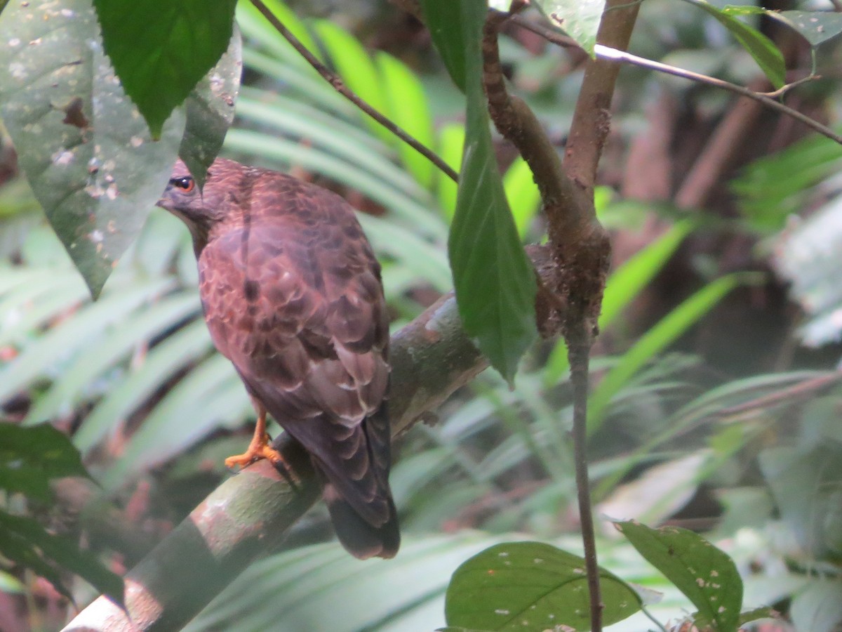 Broad-winged Hawk - ML646557251