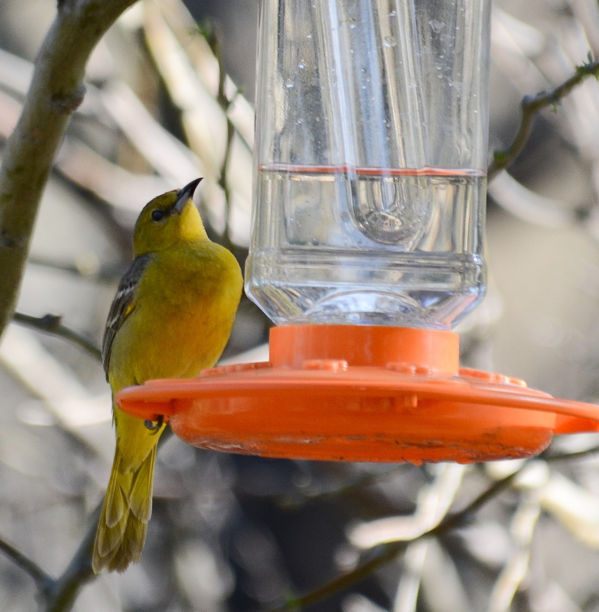 Hooded Oriole - ML646557252