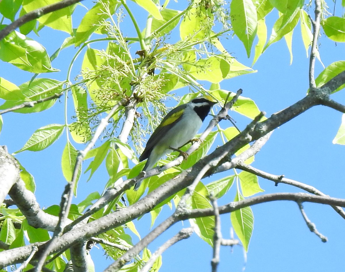 Golden-winged Warbler - ML646557253