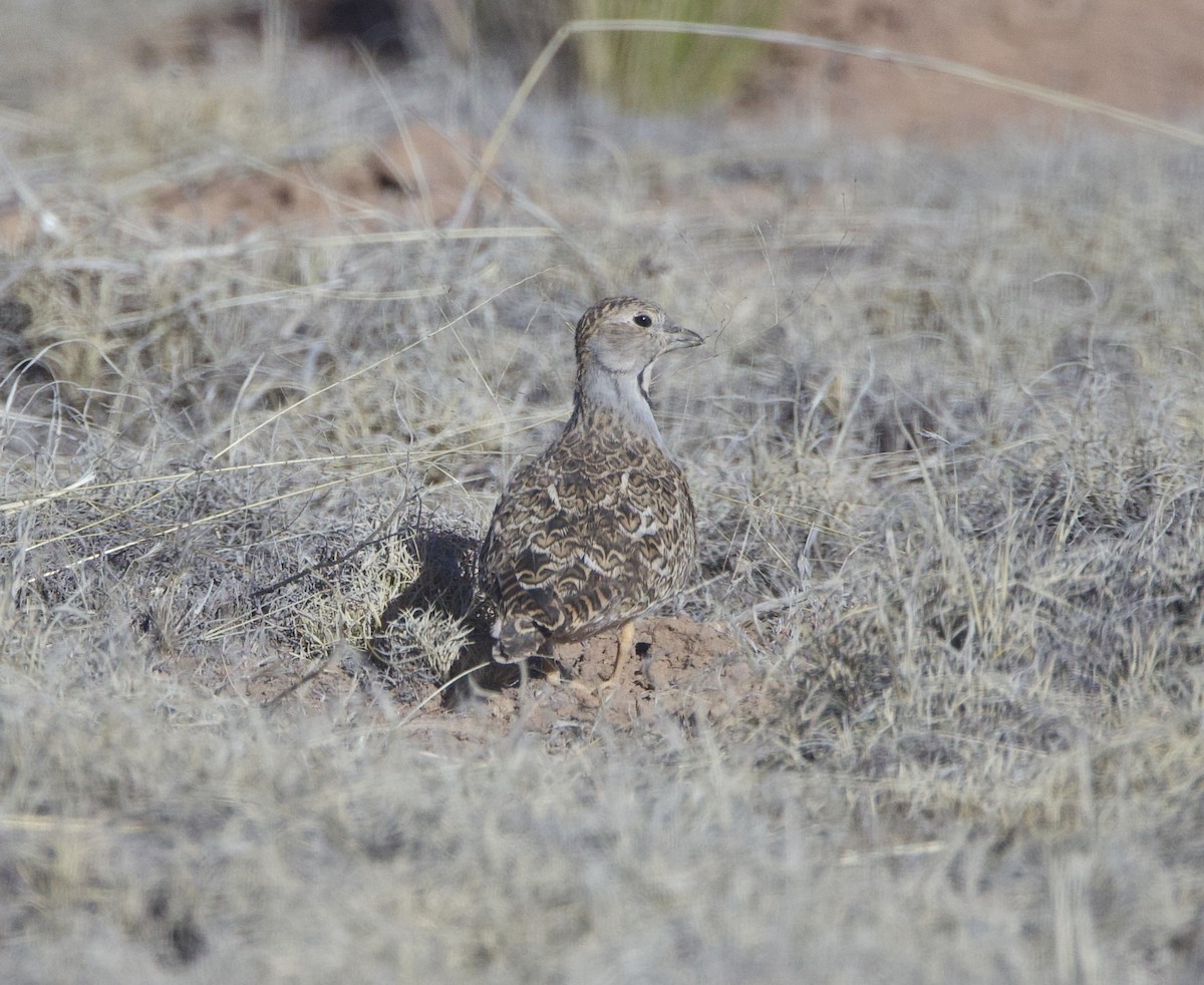 Least Seedsnipe - ML646557254