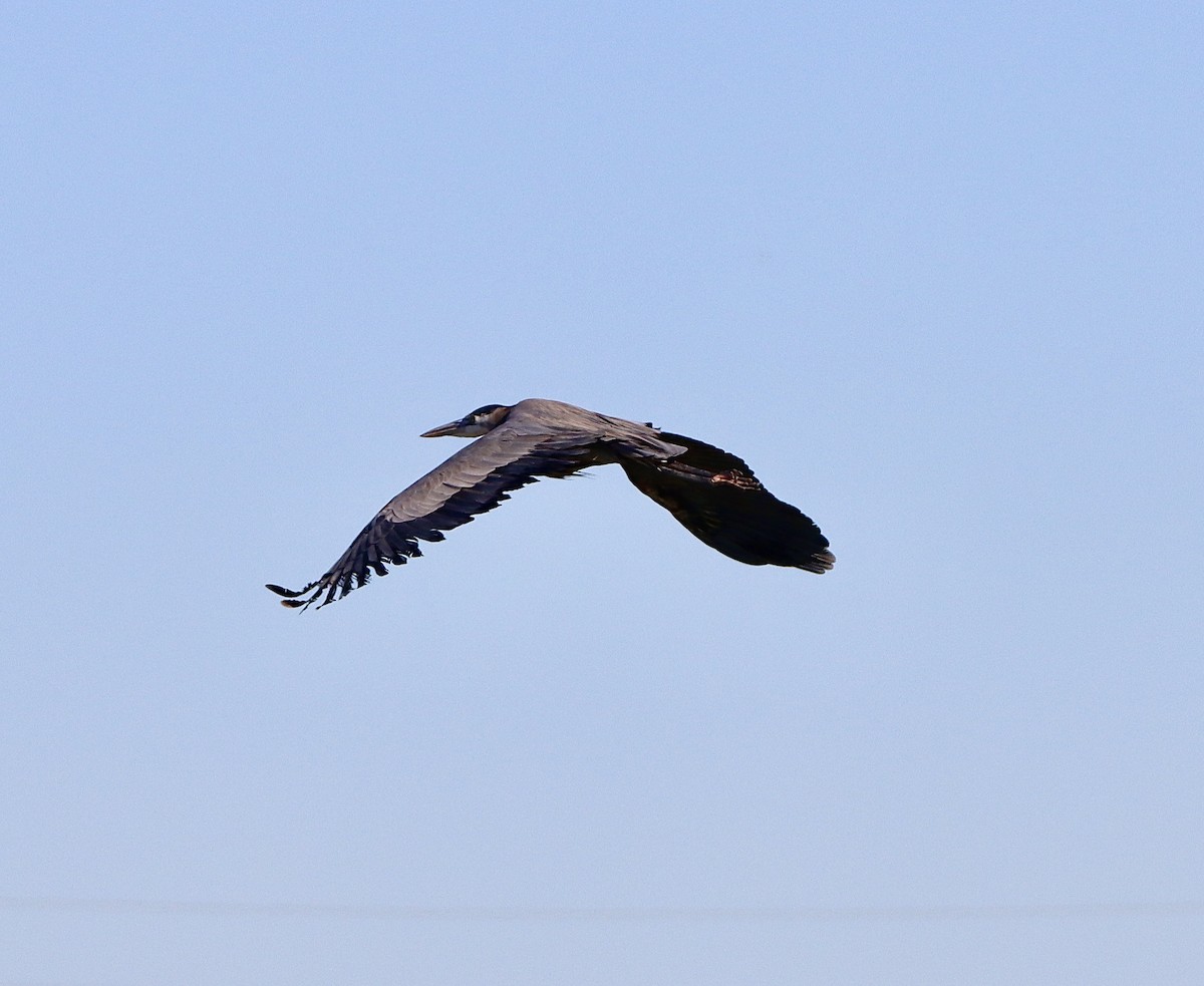 Great Blue Heron - ML646557255