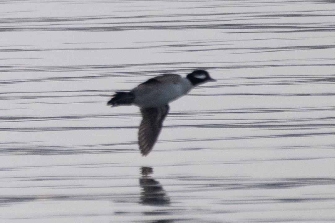 Büffelkopfente - ML646557257