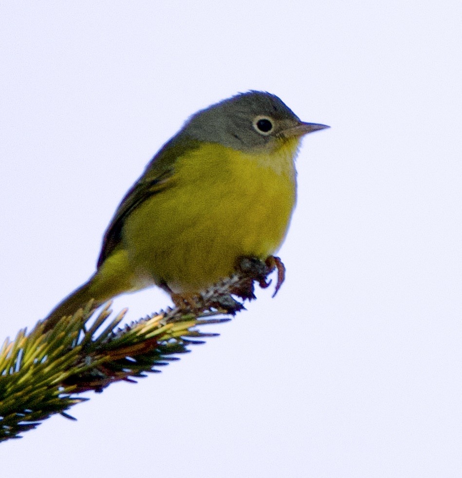 Nashville Warbler - ML646557260