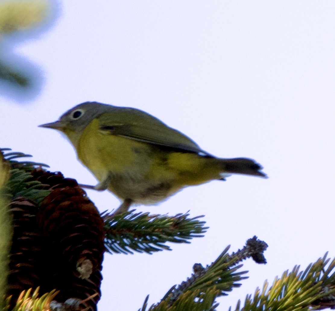 Nashville Warbler - ML646557263