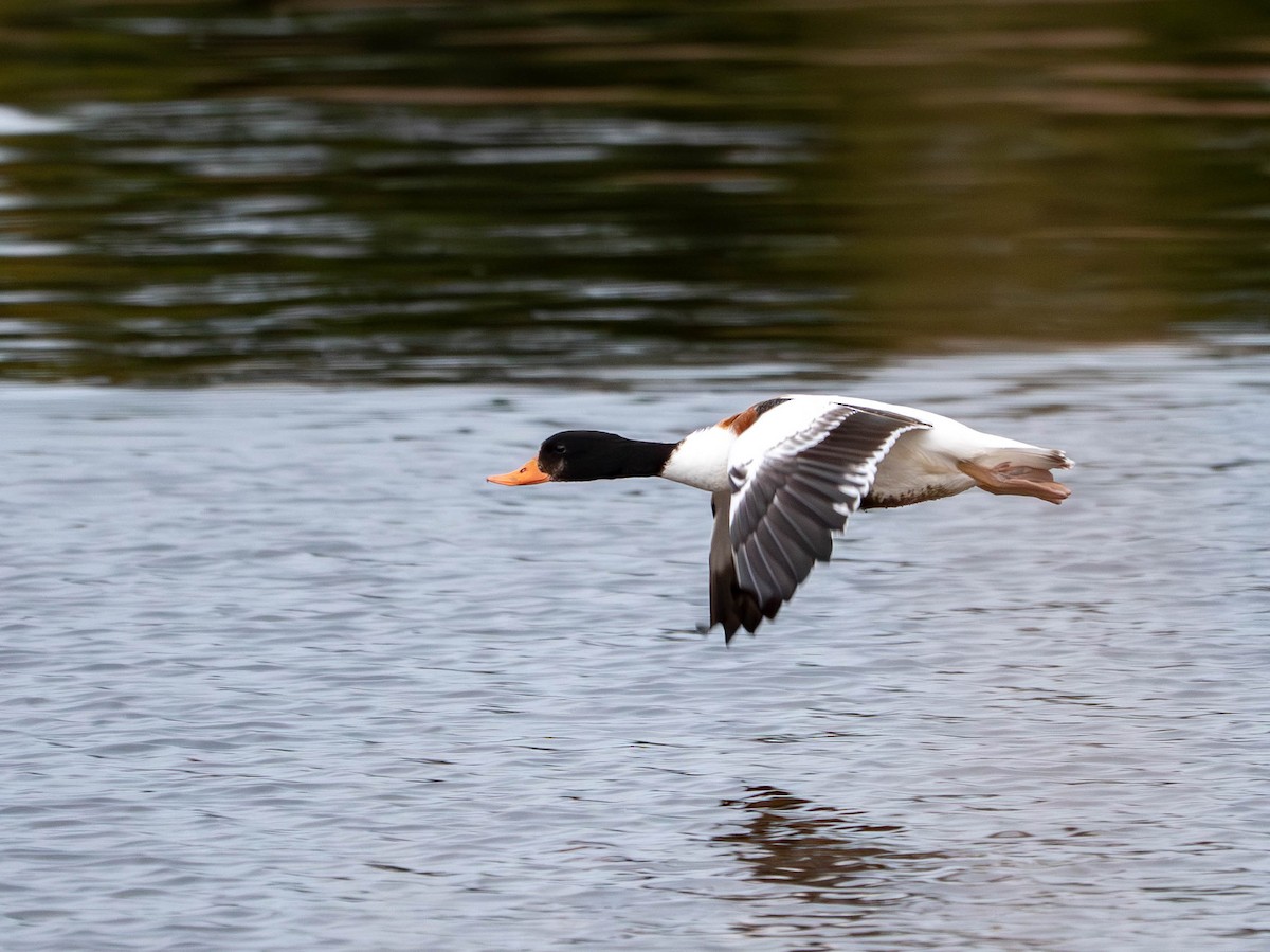 Brandgans - ML646557269