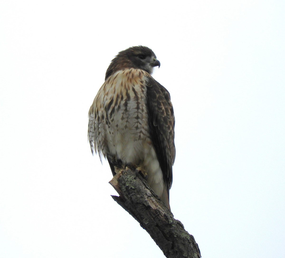 Red-tailed Hawk - ML646557270